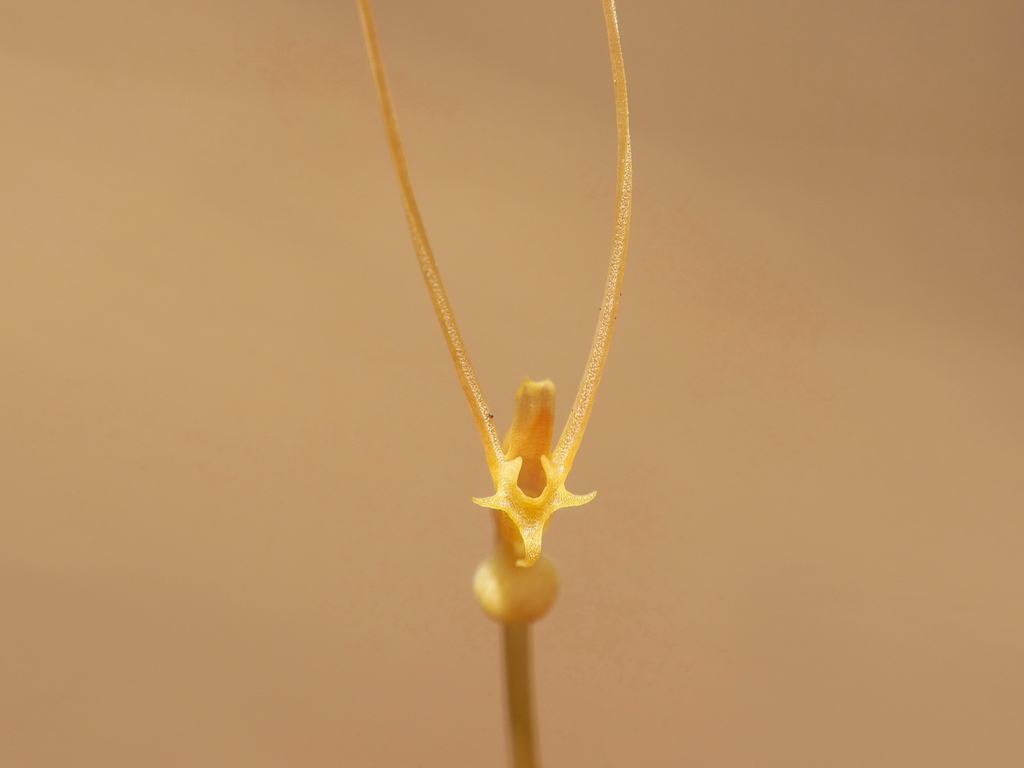 Utricularia antennifera P.Taylor