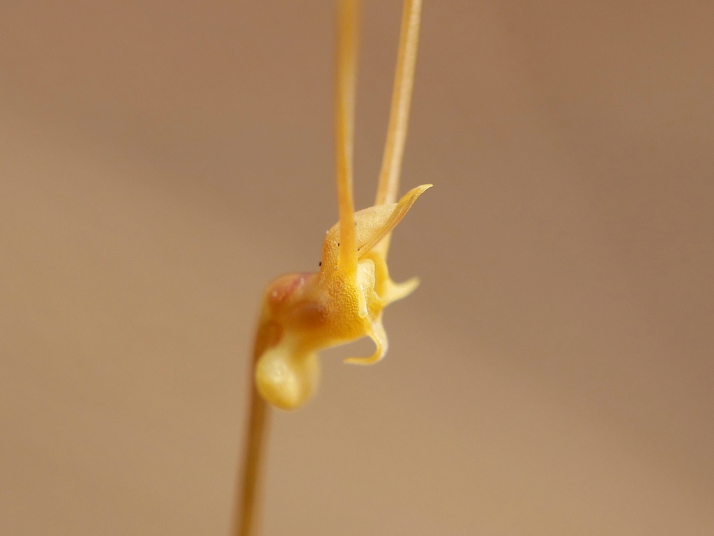 Utricularia antennifera P.Taylor 2