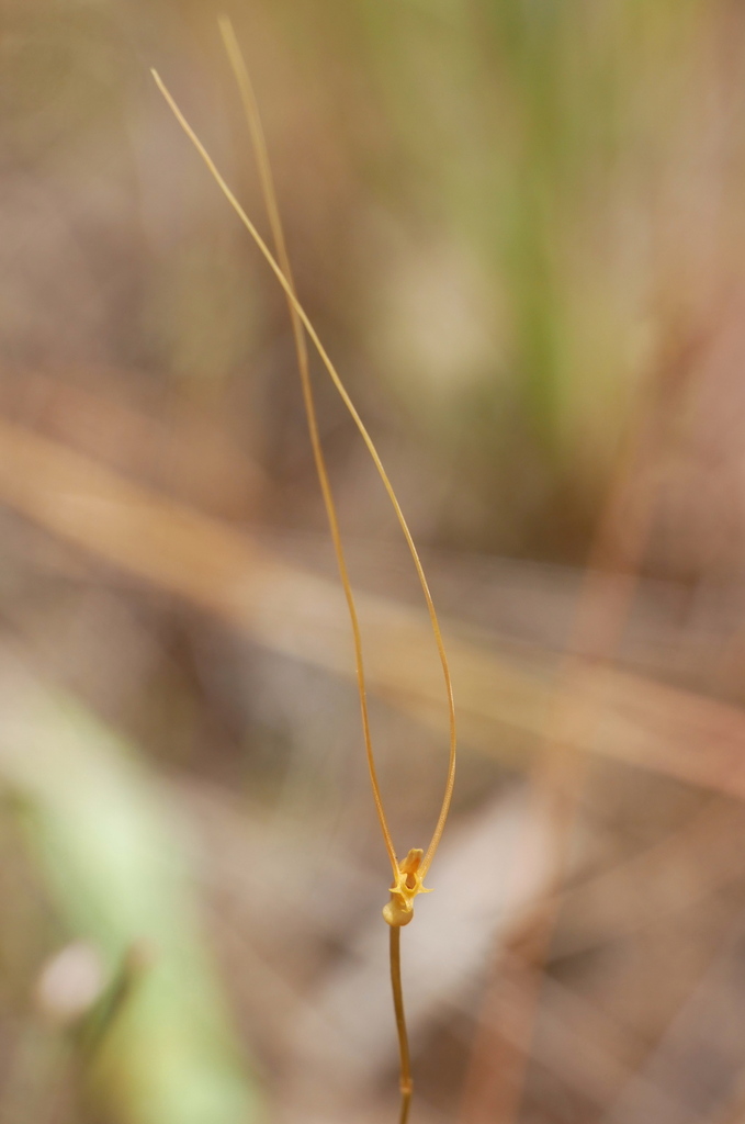 Utricularia antennifera P.Taylor 3