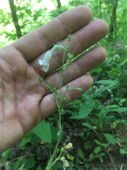 Penstemon brevisepalus