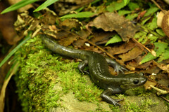 Japanese Black Salamander photo 4