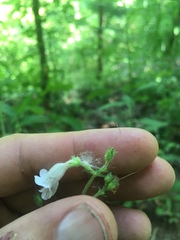 Penstemon brevisepalus