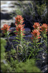 Castilleja rigida