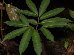 Toad lily (Amorphophallus bufo)