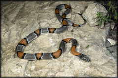 Lampropeltis alterna