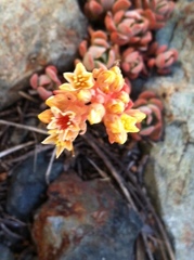 Sedum obtusatum