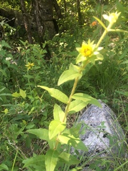 Silphium asperrimum