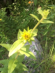 Silphium asperrimum