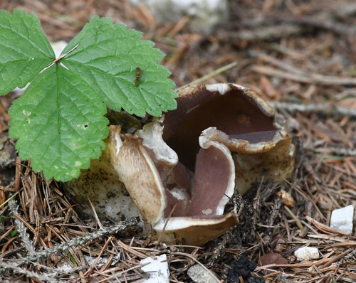 Sarcosphaera coronaria — (c) Matteo Martini, some rights reserved (CC BY)