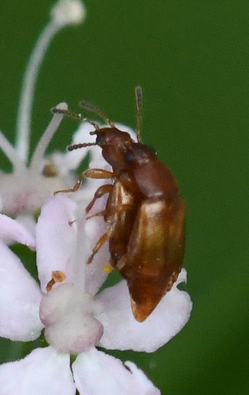 Eusphalerum luteum