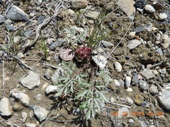 Cymopterus glomeratus