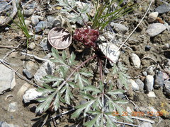 Cymopterus glomeratus