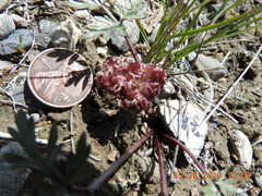 Cymopterus glomeratus