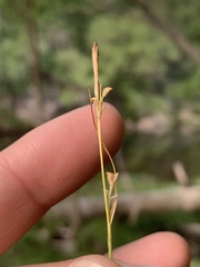 Carex styloflexa