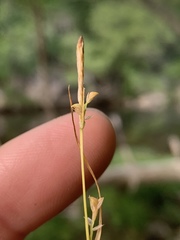 Carex styloflexa