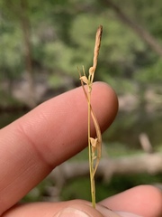 Carex styloflexa