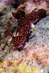 Nembrotha