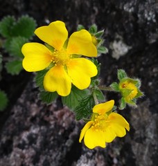 Potentilla villosa