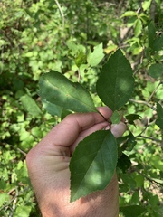 Crataegus intricata
