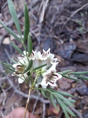 Pandorea doratoxylon