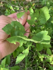 Crataegus intricata