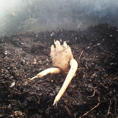 Daucus carota sativus