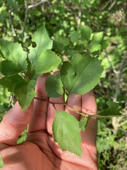 Crataegus intricata