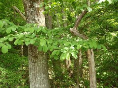 Symplocos sawafutagi