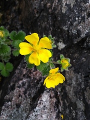 Potentilla villosa