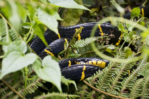 Photo of a Gold-ringed Cat Snake (melanota) (Boiga melanota)