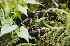 Boiga melanota