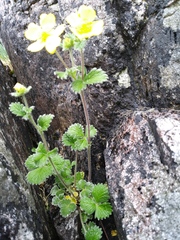 Potentilla villosa