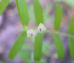 Vicia hirsuta