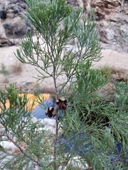 Callitris glaucophylla