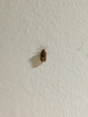 Melanoliarus placitus