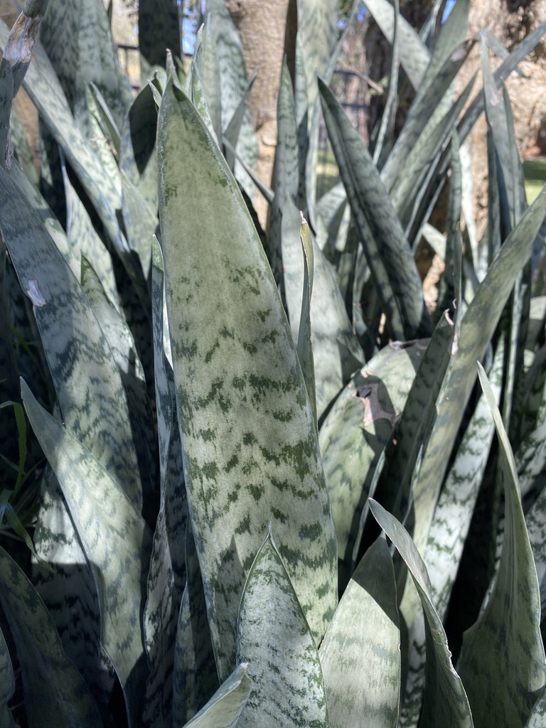 Snake plant growing
