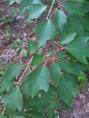 Acer rubrum drummondii