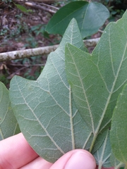 Acer rubrum drummondii