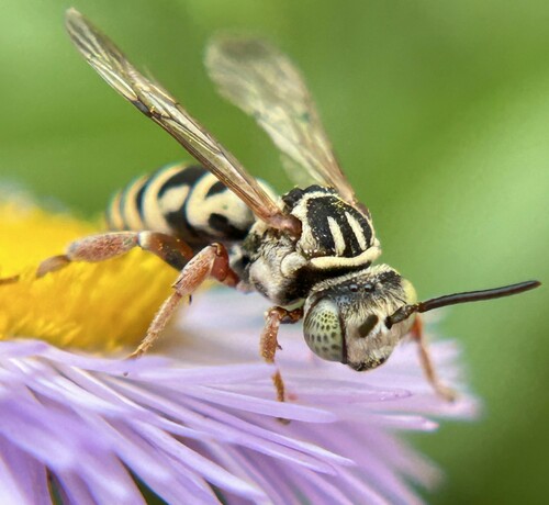 Longhorn-cuckoo bees photographed in Wyoming