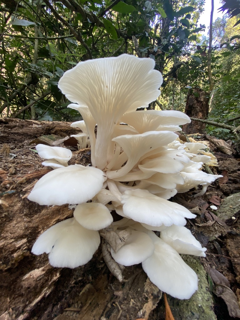 Pleurotus albidus · July 2024 · photo: © paulomascaretti (iNaturalist, cc-by)