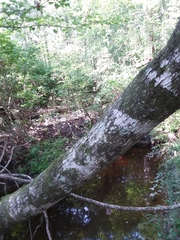 Acer rubrum drummondii