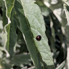 Exochomus quadripustulatus