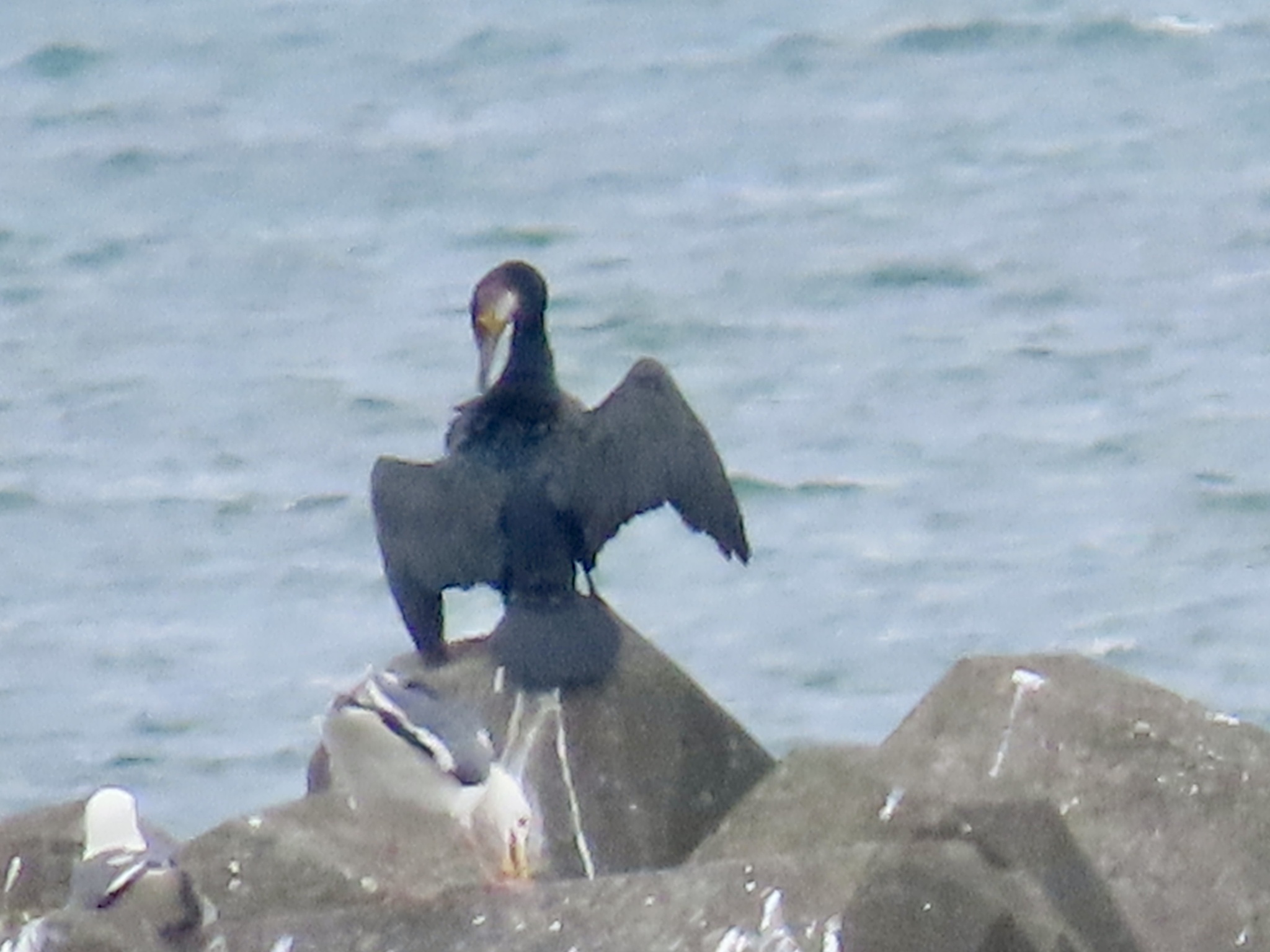 Japanese Cormorant (Phalacrocorax capillatus)