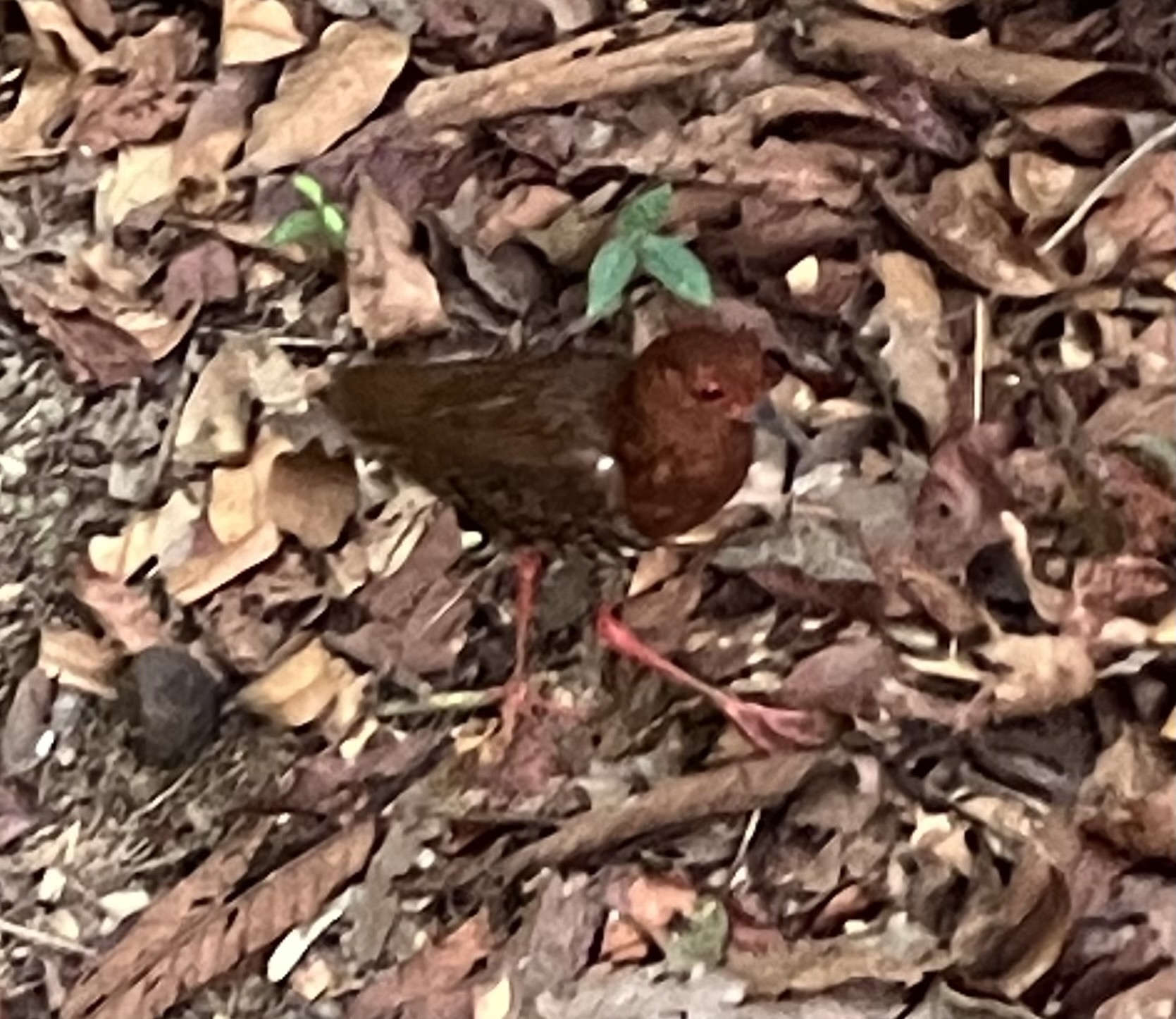 Red-legged Crake