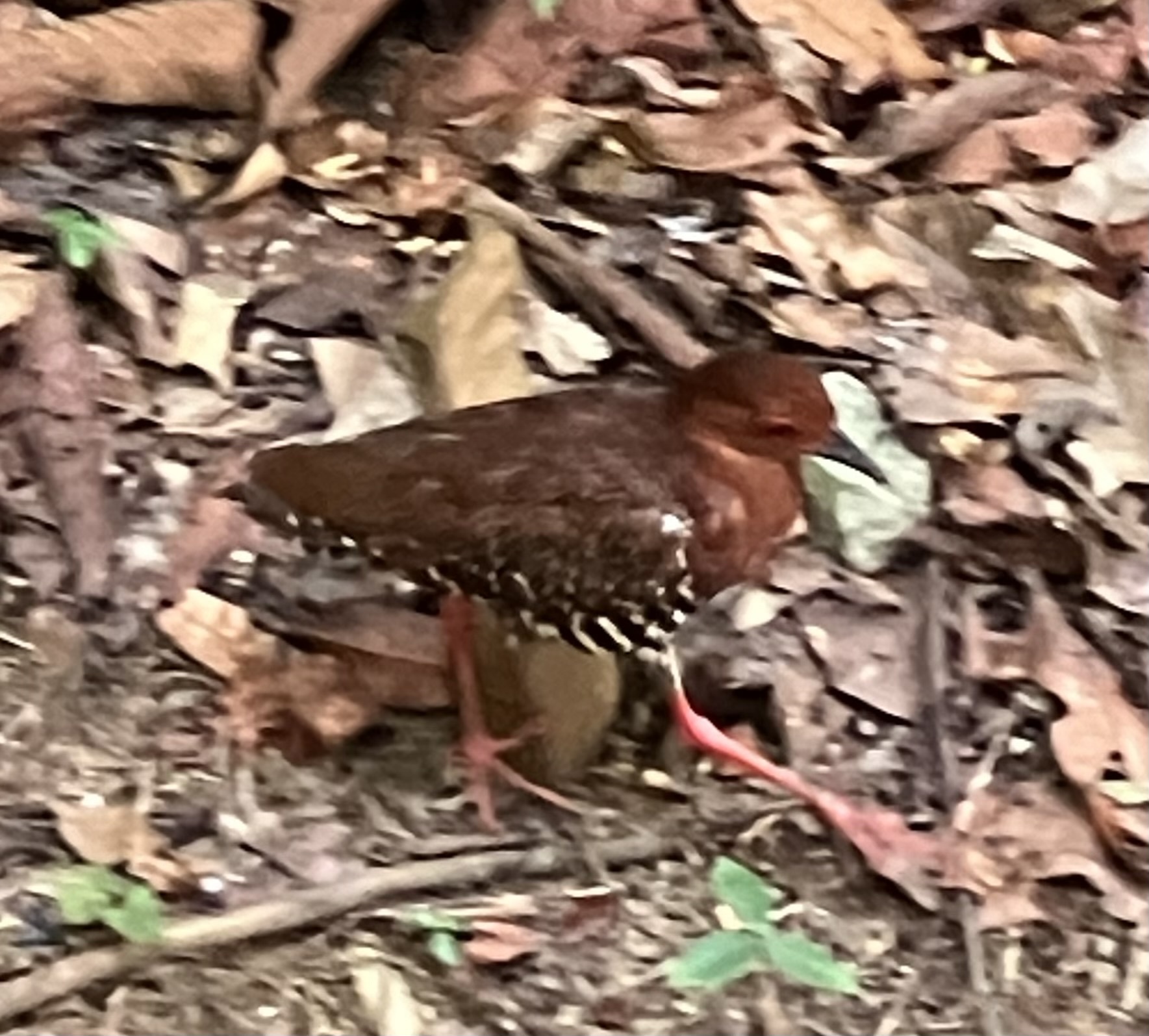 Red-legged Crake