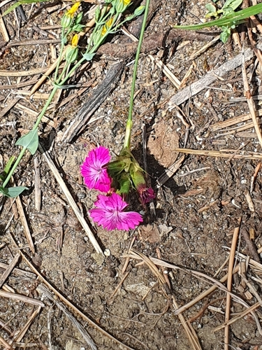 Image of Dianthus balbisii by (c) Andrea Meucci, some rights reserved (CC BY-SA)