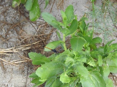 Rayjacksonia phyllocephala