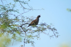 Callipepla douglasii