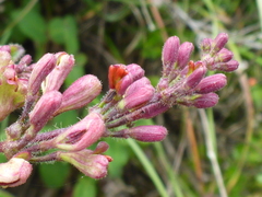 Lonicera hispidula