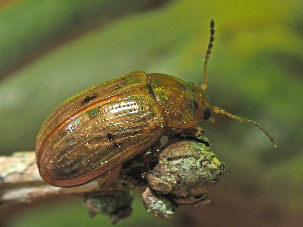 Gonioctena pallida